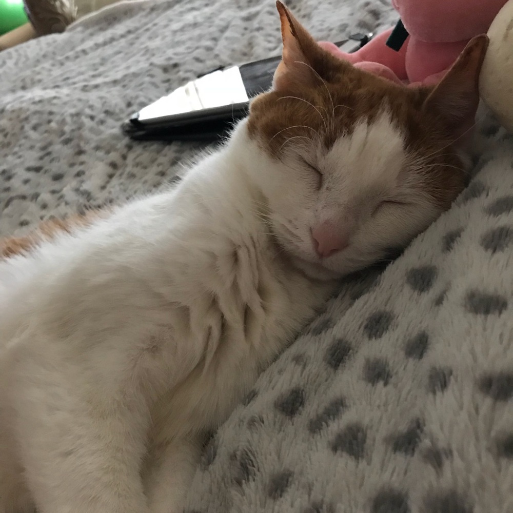 Meet your Posher, Paula